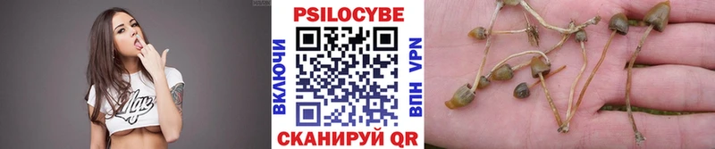 наркота  Советск  Псилоцибиновые грибы Psilocybine cubensis 